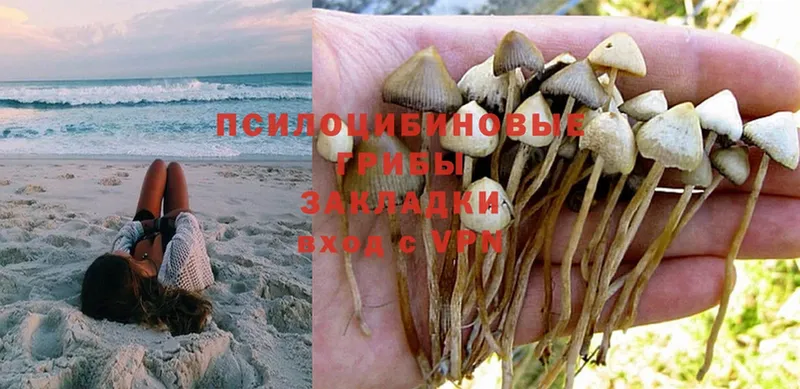 купить наркоту  Еманжелинск  Галлюциногенные грибы MAGIC MUSHROOMS 